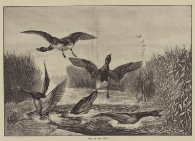 Pike on the Feed（刻印 作： English School