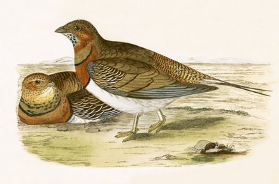 ピンテールサンドグラウス、チャールズロバートブリー（1811-86）による「イギリス諸島では観察されないヨーロッパの鳥の歴史」のイラスト、1867年発行 作： English School