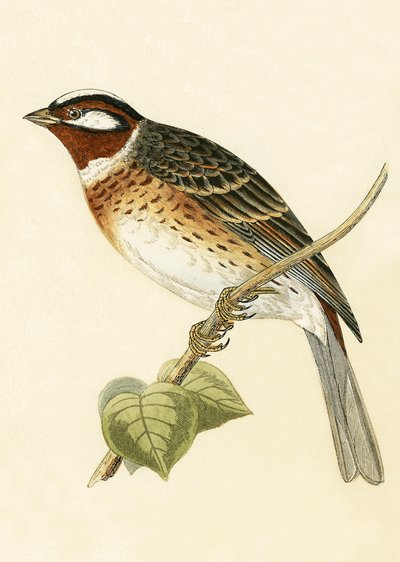 パインホオジロ、チャールズロバートブリー（1811-86）による「イギリス諸島では観察されないヨーロッパの鳥の歴史」のイラスト、1867年公開 作： English School