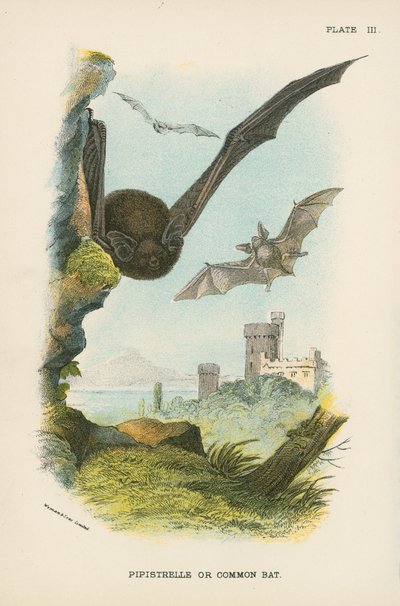 Pipistrelleまたは共通バット 作： English School