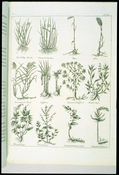 カルペパーの英国の医師と完全なハーブの植物、1790年発行 作： English School