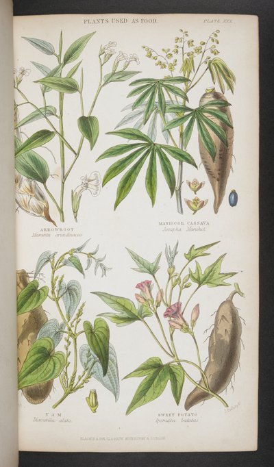 「A Manual of Indian Botany」より、食用植物 作： English School