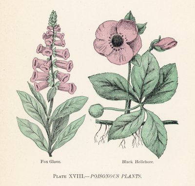 毒のある植物（カラーリトグラフ 作： 英語学校