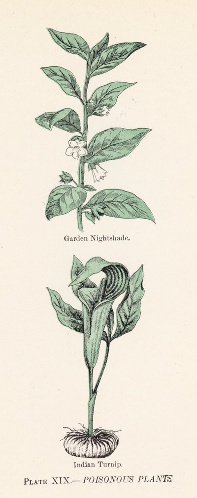 毒のある植物（カラーリトグラフ） 作： English School