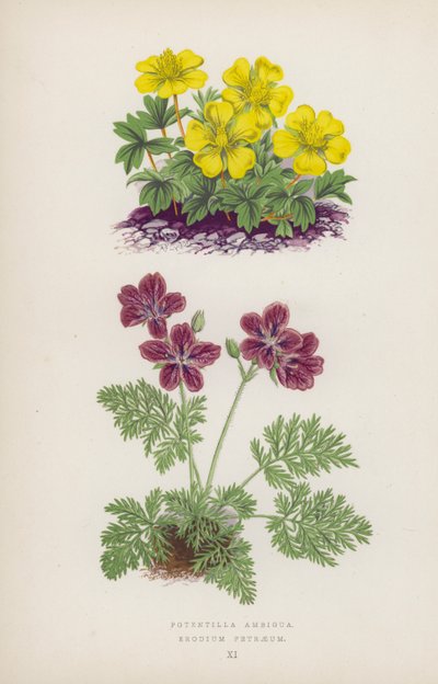 Potentilla Ambigua; Erodium Petraeum (カラーリトグラフ) 作： English School