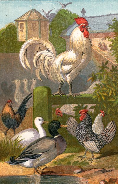 養鶏場、鴨の池、鳩舎 作： English School