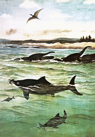 先史時代の海の生き物 作： English School