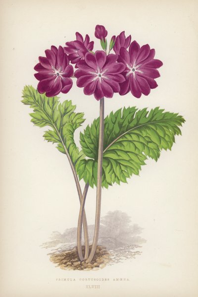 Primula Cortusoides Amoena (カラーリソ) 作： English School