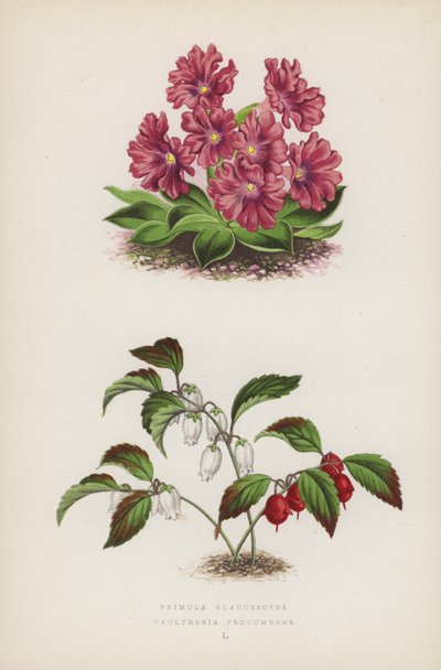 Primula Glaucescens; Gaultheria Procumbens (カラーリトグラフ) 作： English School