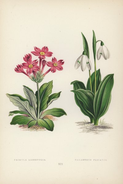 プリムラロンギフォリア; Galanthus Plicatus (カラーリソ) 作： English School