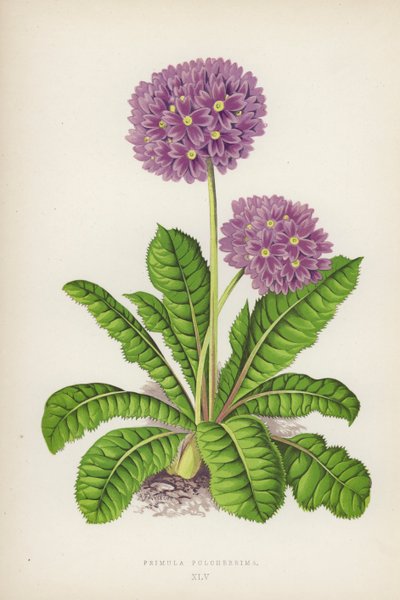 Primula Pulcherrima（カラーリトグラフ 作： English School
