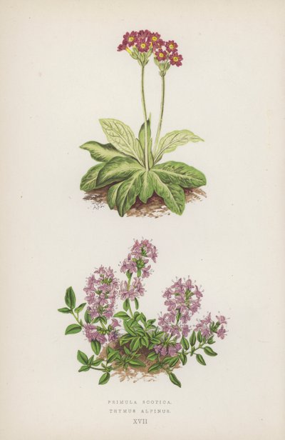 Primula Scotica; Thymus Alpinus（カラーリトグラフ） 作： English School