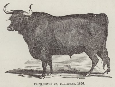 Prize Devon ox, Christmas 作： English School
