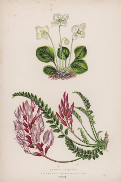 Pyrola Uniflora; Astragalus Monspessulanus (カラーリトグラフ) 作： English School