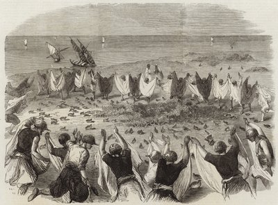 シリアでウズラを捕まえる 作： English School