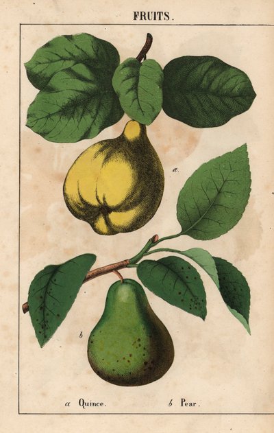 マルメロとナシ  、「教育的な絵本、または野菜の世界からの教訓」[シャーロット・メアリー・ヤング]、エジンバラより 作： English School