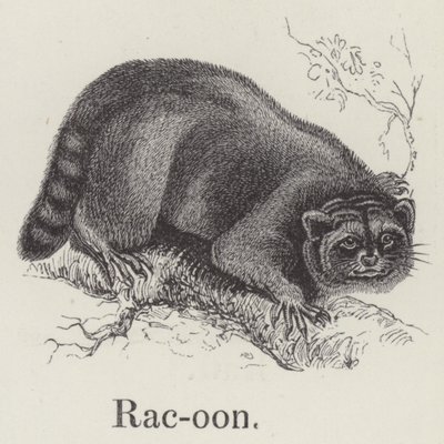 Racoon（ラクーン）（彫刻 作： English School