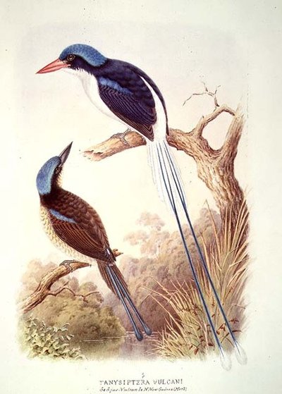 A.M.Lysaghtの「The Book of Birds」の第3巻に収録されている「Racquet-Tailed Kingfisher」（フォリオ12）。 作： English School