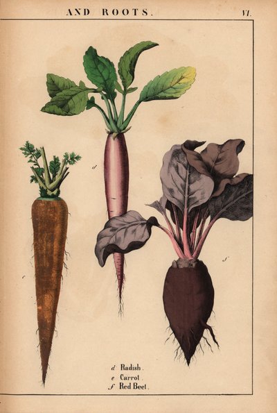 大根、人参、赤ビーツ。  、「教育的な絵本、または野菜の世界からの教訓」[シャーロット・メアリー・ヤング]、エジンバラより 作： English School