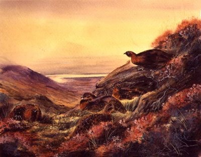 ムーアランドのアカライチョウ 1890年頃 （水彩・紙） 作： English School