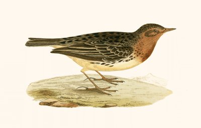 レッドスローテッドピピット、チャールズロバートブリー（1811-86）による「イギリス諸島では観察されないヨーロッパの鳥の歴史」のイラスト、1867年公開 作： English School