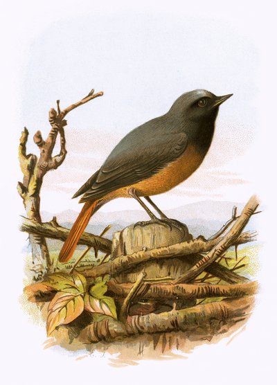 Redstart 作： English School