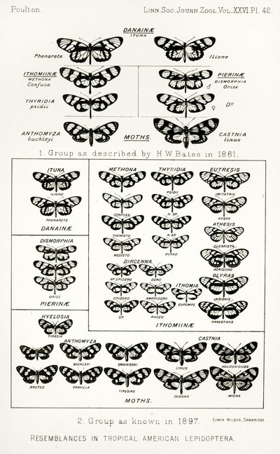熱帯アメリカの鱗翅目に似ている、The Hope Reports、Vol。 II、1897-1900年、エドワードB.ポールトン編、オックスフォード、1901年 作： English School
