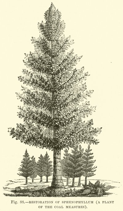 石炭対策の植物であるスフェノフィルラムの修復 作： English School