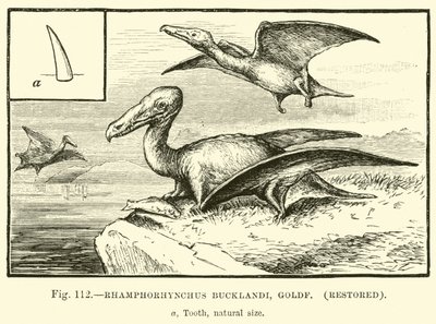 Rhamphorhynchus Bucklandi、Goldf、復元 作： English School