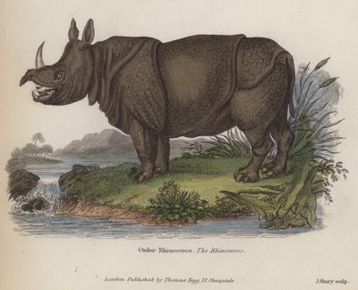 Rhinoceros（彩色済み彫刻 作： English School