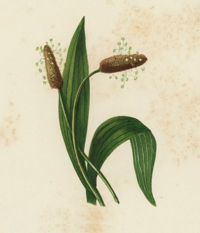Ribwort Plantain, Plantago Lanceolata (color litho) 作： English School