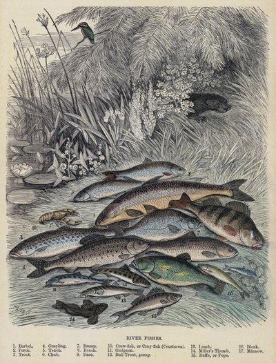 川の魚たち（彩色済み彫刻 作： English School