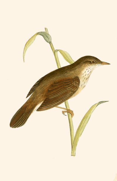 リバーワーブラー、チャールズロバートブリー（1811-86）による「イギリスの島々では観察されないヨーロッパの鳥の歴史」からのイラスト、1867年公開 作： English School