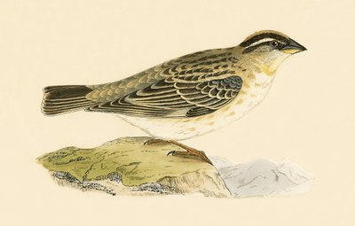 ロックスズメ、チャールズロバートブリー（1811-86）による「イギリス諸島では観察されないヨーロッパの鳥の歴史」の図解、1867年発行 作： English School