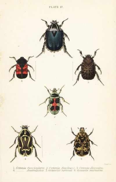 ローズチェイサーのカブトムシCetonia fascicularis 1、Heterorhina macleayi 2、Gametoides subfasciata 3、fiddler beetle、Eupoecila australasiae 4、Gymnetis hieroglyphica 5、Gymnetis marmorea 6 作： English School