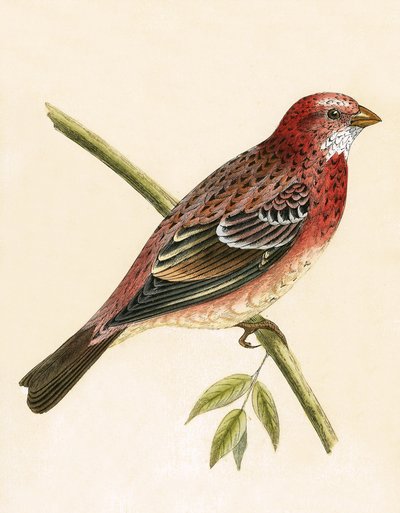 Rosy Bullfinch、チャールズロバートブリー（1811-86）による「イギリスの島々では観察されないヨーロッパの鳥の歴史」のイラスト出版1867 作： English School