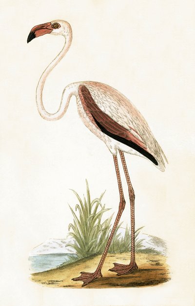 Rosy Flamingo、チャールズロバートブリー（1811-86）による「イギリスの島々では観察されないヨーロッパの鳥の歴史」のイラスト、1867年 作： English School