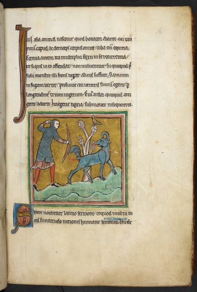ロイヤル 12 F.XIII、f.16   動物に向かって矢を放つハンター。  Bestiary (ff. 3-141)、Lapidary (ff. 141v-149)  13世紀の第2四半期 作： English School