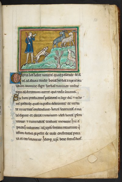 ロイヤル 12 F.XIII、f.20 犬を連れてヤギを追っているハンターまたは農夫。  Bestiary (ff. 3-141)、Lapidary (ff. 141v-149)  13世紀の第2四半期 作： English School
