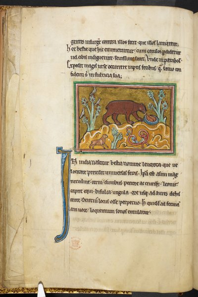 ロイヤル 12 F.XIII、f.22v 子グマを見ているクマ。  Bestiary (ff. 3-141)、Lapidary (ff. 141v-149)  13世紀の第2四半期 作： English School