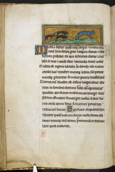 ロイヤル 12 F.XIII、f.43v 猫を追いかけるネズミ、Bestiary (ff. 3-141)、Lapidary (ff. 141v-149) より  、13世紀の第2四半期（ベラム） 作： English School
