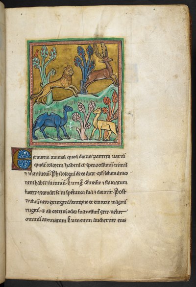 ロイヤル 12 F.XIII、f.7   ラクダと別の動物と一緒に鹿を追いかけるヒョウ。  Bestiary (ff. 3-141)、Lapidary (ff. 141v-149) から  13世紀の第2四半期 作： English School