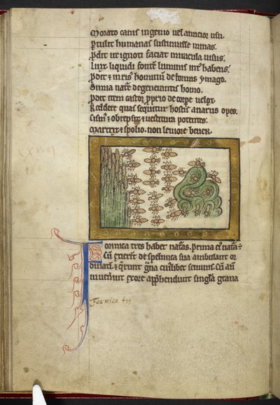 ロイヤル MS 12 C XIX、f.24v アリ、「Bestiary」、c.1200-10 から（ベラム紙にインク、カラー、ゴールド） 作： English School