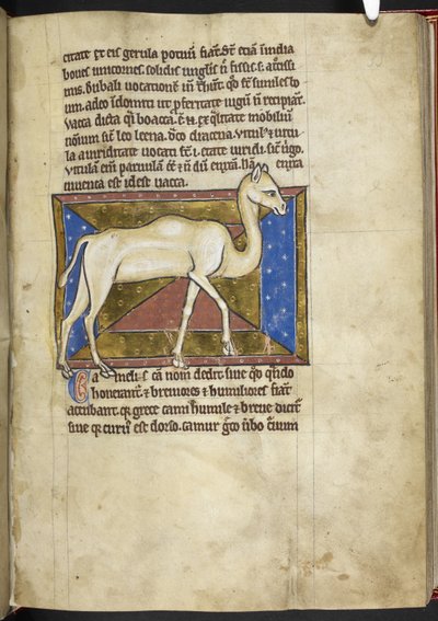 ロイヤル MS 12 C XIX、f.33r キャメル、「Bestiary」から、c.1200-10 (ベラム紙にインク、カラー、ゴールド) 作： English School