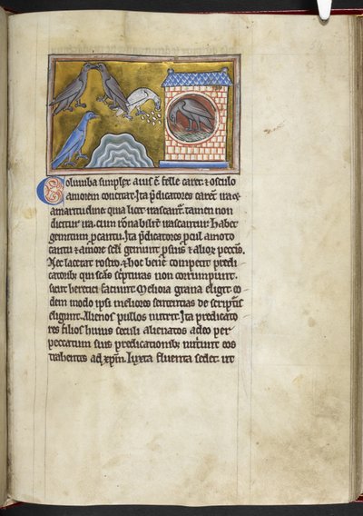 ロイヤル MS 12 C XIX f.54r ハト、「Bestiary」、c.1200-10 から (ベラム紙にインク、色、金) 作： English School