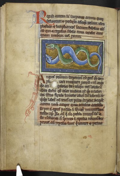 Royal MS 12 C XIX、f.63v Anguis、「Bestiary」から、c.1200-10 (ベラム紙にインク、カラー、ゴールド) 作： English School