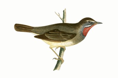 ルビースロードワーブラー、チャールズロバートブリー（1811-86）による「イギリス諸島では観察されないヨーロッパの鳥の歴史」のイラスト、1867年公開 作： English School