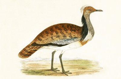 チャールズロバートブリー（1811-86）による「イギリス諸島では観察されなかったヨーロッパの鳥の歴史」のイラスト付きのラフバスタード（1867年発行） 作： English School