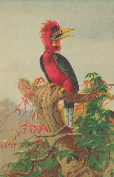 アカザサイチョウ（Buceros nipalensis） 作： English School