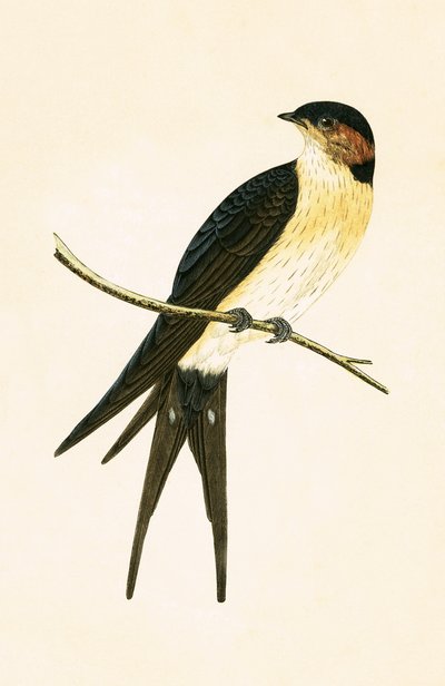 チャールズロバートブリー（1811-86）による「イギリス諸島では観察されないヨーロッパの鳥の歴史」からのイラスト 作： English School
